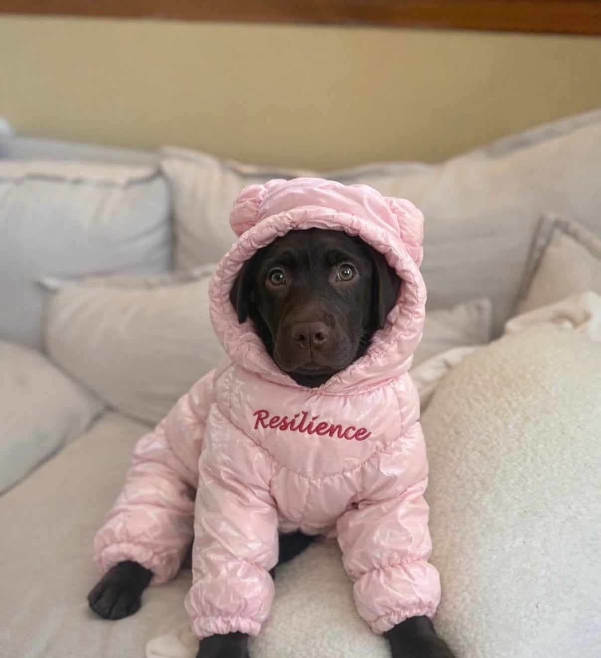 Pet Winter Jacket